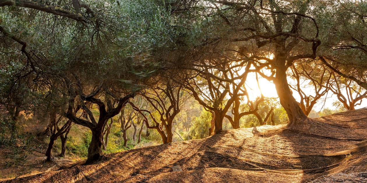 Coucher de soleil sur un champs d'oliviers - Corfou - Iles Ioniennes - Grèce